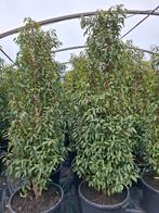 Portugese Laurier, Ophalen of Verzenden, Laurier, 100 tot 250 cm