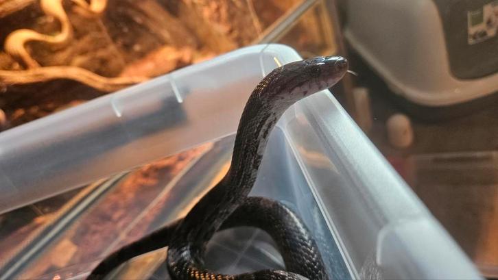 Charcoal rattenslang bewezen kweekdame, klaar voor kweek Rat Snake - female for sale from Chris