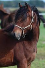 stoere 4 jarige C pony, Merrie, Zadelmak, Gechipt, 3 tot 6 jaar