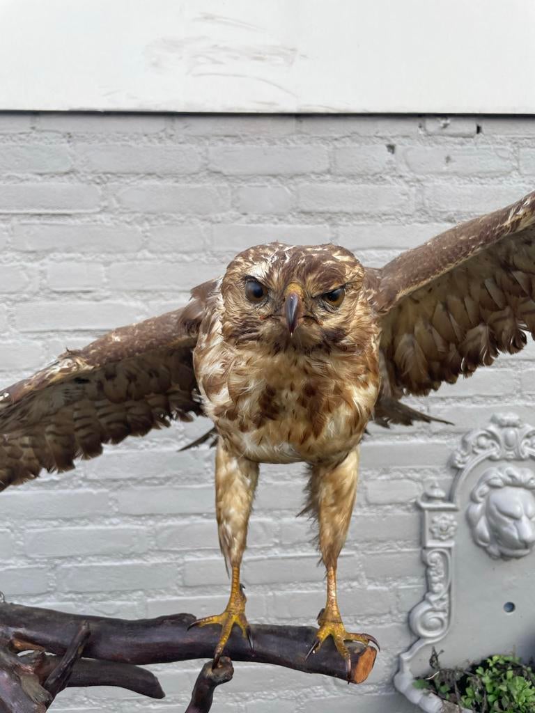 Opgezette Buizerd Vogel - Prachtige Taxidermie, Verzamelen, Dierenverzamelingen, Ophalen of Verzenden, Gebruikt, Vogel, Opgezet dier