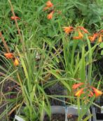Tuin = Plant MJ = Crocosmia - Montbretia - Oranje = L, Ophalen, Vaste plant, Overige soorten, Volle zon