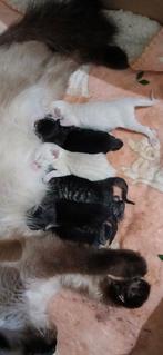 Balinees x Siberische kat kittens hypoallergeen, Meerdere dieren, Gechipt, 0 tot 2 jaar
