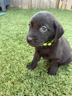 Labrador zwart pup teefje geboren op 30-01-2026, 8 tot 15 weken, Teef, Labrador retriever, Parvo