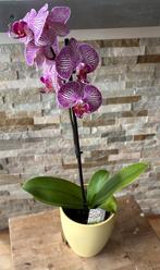 Echte Orchidee roze in pot, Overige soorten, In pot, Minder dan 100 cm, Bloeiende kamerplant