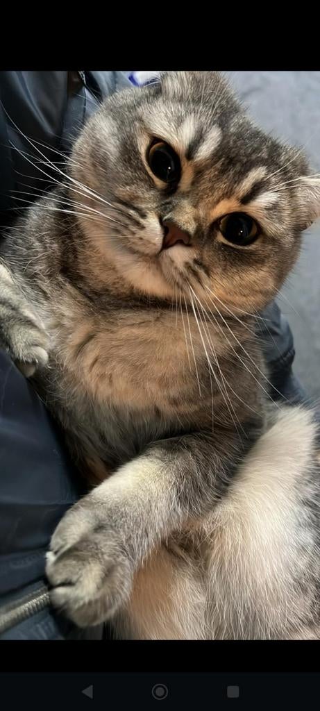 mijn Britse Korthaar (BKH) kat van 2 jaar oud