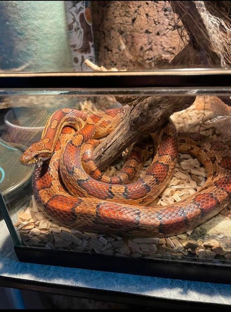 Rode rattenslang inclusief terrarium en toebehoren, Dieren en Toebehoren, Reptielen en Amfibieën, Slang