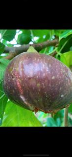 Lekkere vijgen boom, Ophalen, Minder dan 100 cm