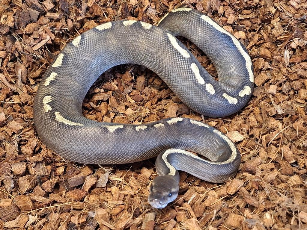 Python regius 1.0 Saar GHI Mojave Ball Python - male for sale from Simon