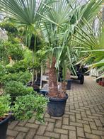 Trachycarpus fortunei palmboom dubbele stam, Volle zon, Vaste plant, Bloeit niet, Ophalen