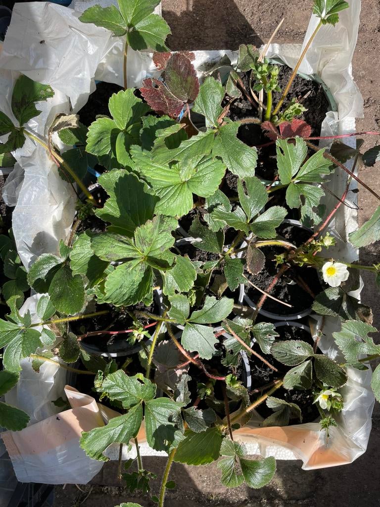 Aardbeienplantjes kweek je eigen aardbeien, Ophalen, Volle zon, Vaste plant, Zomer