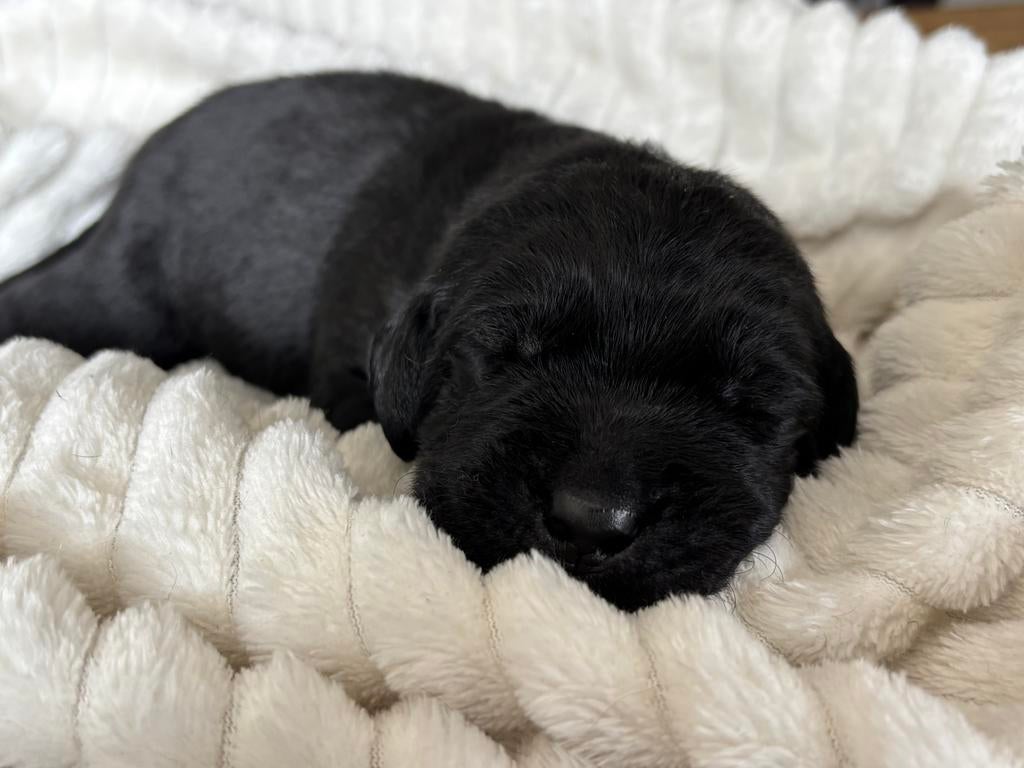 Raszuivere labrador pups, Dieren en Toebehoren, Honden | Retrievers, Spaniëls en Waterhonden, 8 tot 15 weken, Labrador retriever