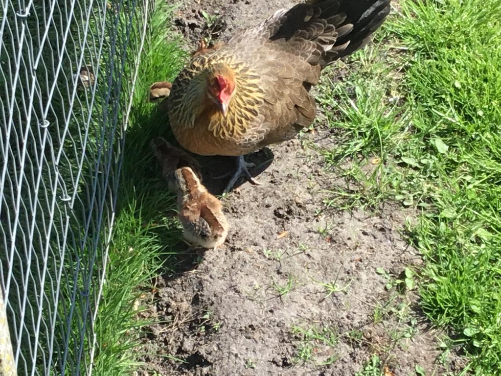 Hollandse kriel kloek met 5 kuikens, Dieren en Toebehoren, Pluimvee, Geslacht onbekend, Kip