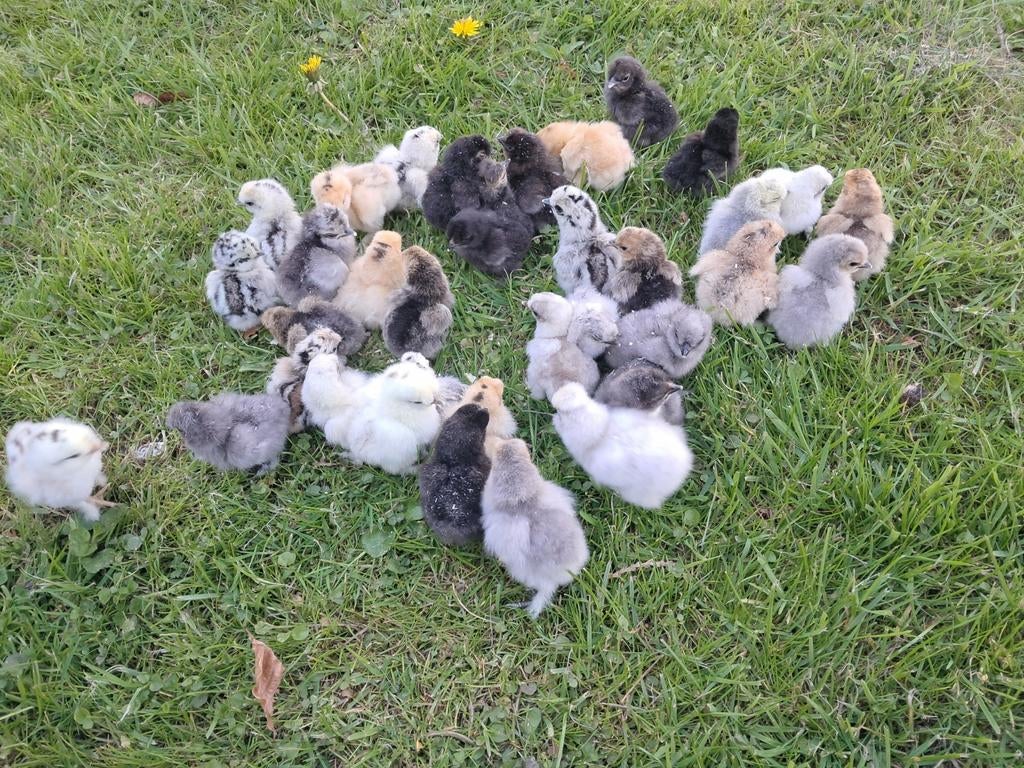 Zijdehoen kriel hen kuikens, Dieren en Toebehoren, Vrouwelijk, Kip