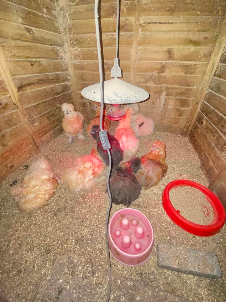 Gratis jonge hanen 10x USA Zijdehoen GRATIS, Mannelijk, Kip