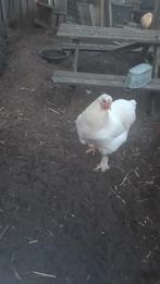 Lieve haan op te halen, Mannelijk, Kip