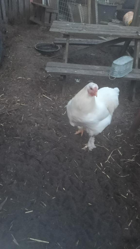 Lieve haan op te halen, Dieren en Toebehoren, Pluimvee, Kip, Mannelijk