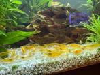 Gele garnalen, Dieren en Toebehoren, Vissen | Aquariumvissen, Kreeft, Krab of Garnaal, Zoetwatervis
