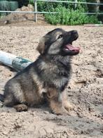 Schitterende oudduitse herder x witte herder pups, Dieren en Toebehoren, Honden | Herdershonden en Veedrijvers, 8 tot 15 weken