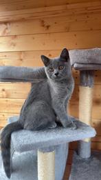 Lieve Britse korthaar kittens, Dieren en Toebehoren, Katten en Kittens | Raskatten | Korthaar, Meerdere dieren, Ontwormd