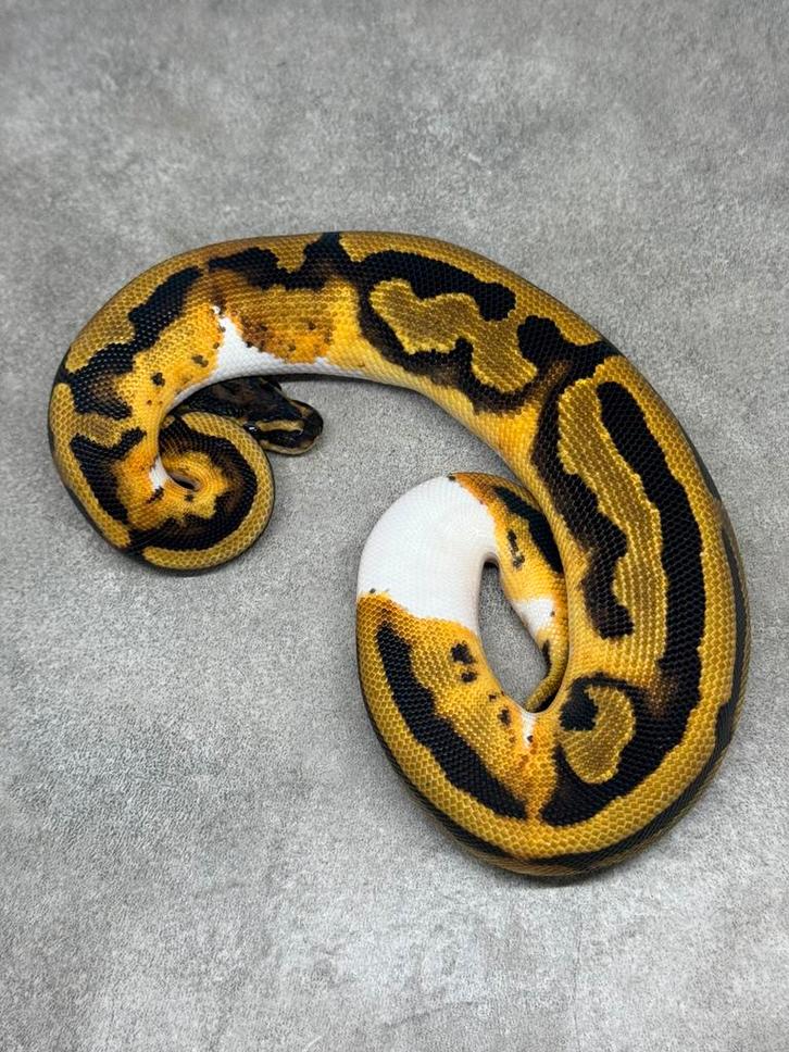 Ballpython python regius pied clown
