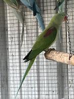 Alexanderparkiet, Mannelijk, Parkiet, Geringd