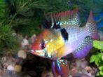 apistogramma ramirezi €12,50, Dieren en Toebehoren, Vissen | Aquariumvissen, Vis, Zoetwatervis