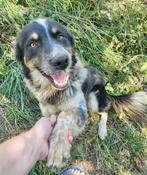 BEER, LIEVE ZACHTAARDIGE REU, MIDDELMAAT, ZOEKT MAND, Rabiës (hondsdolheid), Reu, 1 tot 2 jaar, Eén hond