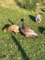 Loopeend woerd met eventueel vrouwtje, Dieren en Toebehoren, Mannelijk, Eend