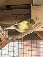 Glosterkanarie man, groot fluiter, Dieren en Toebehoren, Vogels | Kanaries, Mannelijk