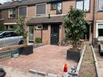 Ficus benjamina 2 stuks nep bomen 2,05m incl bak te koop!, Ophalen, Overige soorten