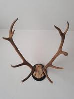 Groot Gewei van Hert - Wanddecoratie, Ophalen, Gebruikt, Hert, Gewei of Kop