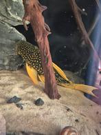 Hypostomus Luteus phase 2, Dieren en Toebehoren, Vis, Zoetwatervis