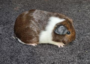 Cavia Gladhaar goud agouti bont vrouw van showfokker  beschikbaar voor biedingen