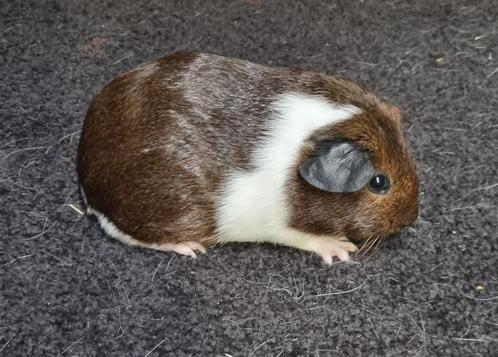 Cavia Gladhaar goud agouti bont vrouw van showfokker, Dieren en Toebehoren, Knaagdieren, Vrouwelijk, Cavia, Juli, Tam