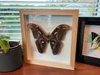 Atlasvlinder in lijst, Ophalen of Verzenden, Zo goed als nieuw, Insect, Beeldje of Figuurtje