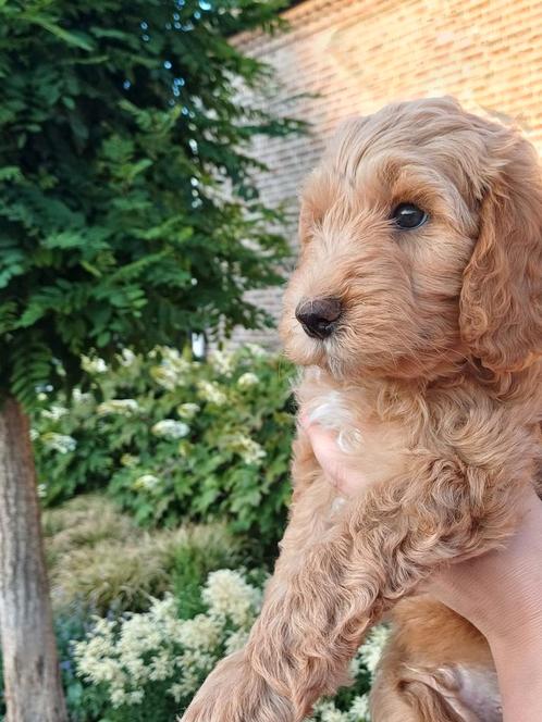 Australian labradoodle pup reu te koop, Dieren en Toebehoren, Honden | Retrievers, Spaniëls en Waterhonden, Reu, Overige rassen