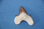 Haaientand Otodus obliquus, Verzamelen, Ophalen of Verzenden, Fossiel