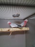Super strak koppel rose kakatoe kweekkoppel, Dieren en Toebehoren, Vogels | Parkieten en Papegaaien, Meerdere dieren, Papegaai
