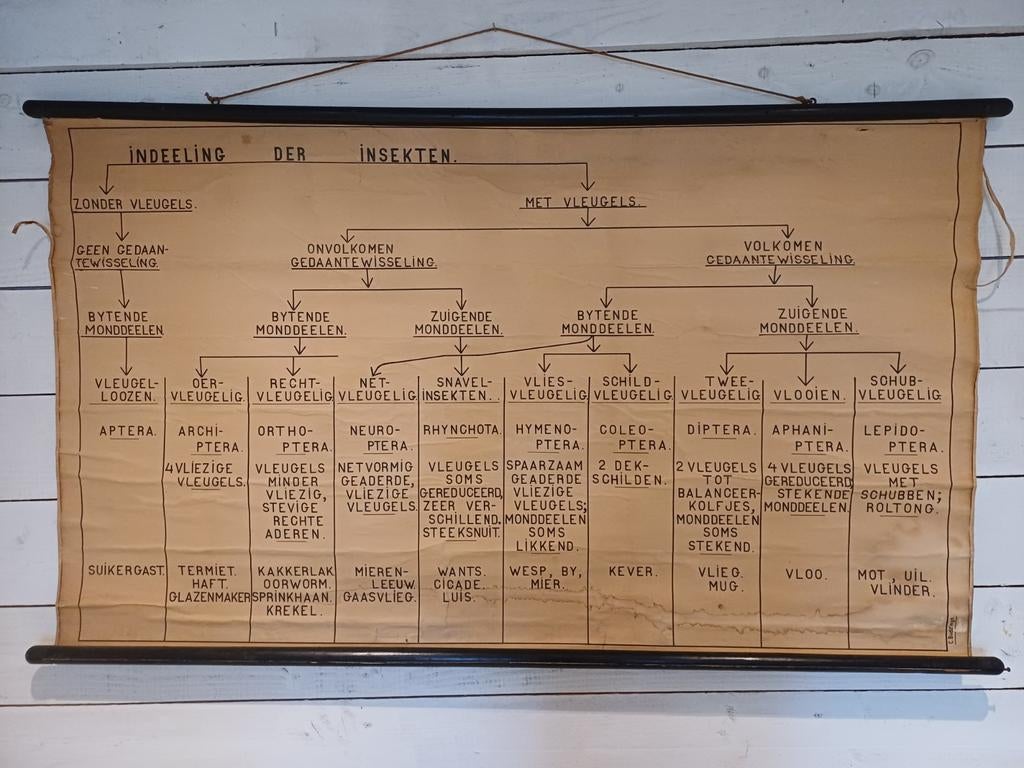 Oude schoolplaat - Indeeling der Insekten, Ophalen of Verzenden, Natuur en Biologie