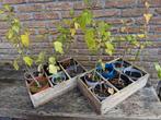 Hibiscus stekken Witte of Rose bloemen, Ophalen, Overige soorten, Volle zon