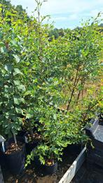 Eucalyptus Coccifera - Tasmaanse Cidergom, Bloeit niet, Overige soorten, 100 tot 250 cm, Ophalen