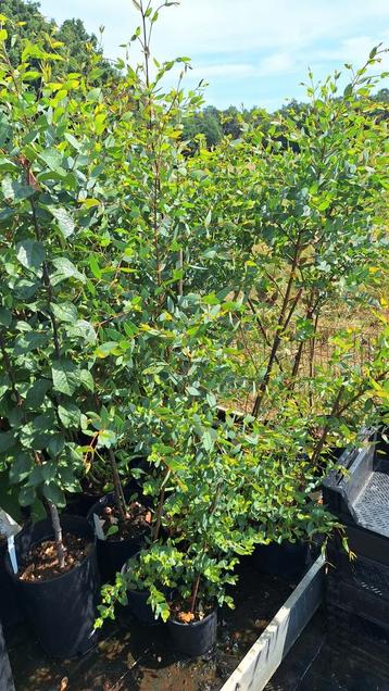 Eucalyptus Coccifera - Tasmaanse Cidergom beschikbaar voor biedingen