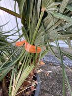 Chamaerops Palm 150 cm, Volle zon, Vaste plant, Bloeit niet, Ophalen