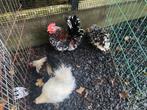 Serama hanen gladveer, krulveer en zijdeveer, Dieren en Toebehoren, Pluimvee, Meerdere dieren, Kip