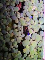 Snelgroeiende Drijfplanten voor Aquarium, Ophalen of Verzenden, Nieuw, Overige typen