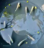 12 Medaka eitjes – Platinum white 🌟 incl verzendkosten, Dieren en Toebehoren, Vissen | Aquariumvissen, Overige typen