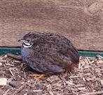 Chinese dwergkwartel man - haantje natuurbroed geboren 2025, Dieren en Toebehoren, Vogels | Overige Vogels, Mannelijk, Tropenvogel