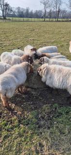 Gezocht weide gras voor schapen begrazing, Dieren en Toebehoren, Schapen, Geiten en Varkens, Meerdere dieren, Schaap