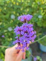 Verbena zaden €1., Tuin en Terras, Ophalen of Verzenden, Volle zon