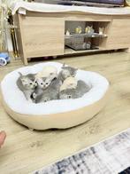 Britse kort haar, Dieren en Toebehoren, Katten en Kittens | Raskatten | Korthaar